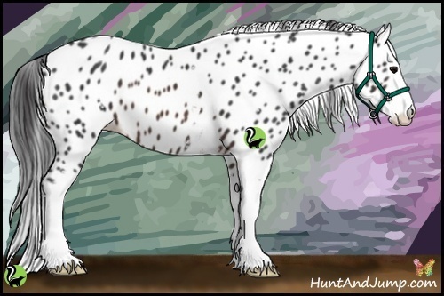 Horse Color:White Spotted Brown Splash Appaloosa