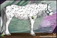 Horse Color:White Spotted Brown Splash Appaloosa