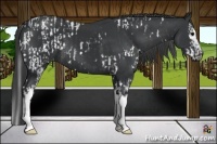 Horse Color:White Spotted Black Splash Appaloosa Rabicano  and White Spotted Black 