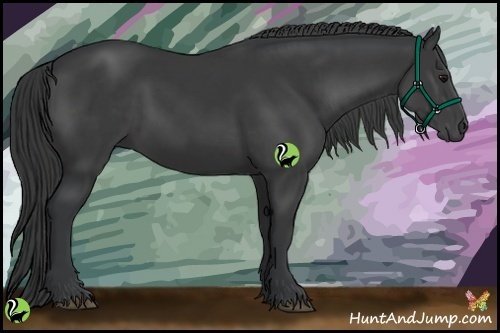Horse Color:Black 