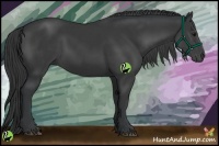 Horse Color:Black 