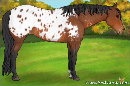 Horse Color:Bay Appaloosa