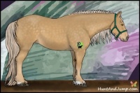 Horse Color:Palomino 