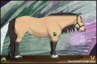 Horse Color:Buckskin 