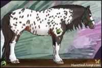Horse Color:White Spotted Buckskin Blanket 