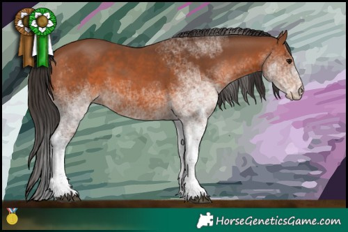 Horse Color:White Spotted Bay Rabicano 