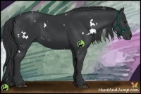 Horse Color:White Spotted Black