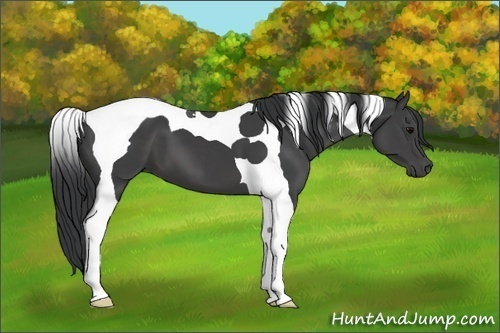 Horse Color:Black Tobiano