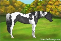 Horse Color:Black Tobiano 