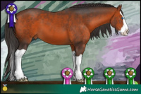 Horse Color:Bay Splash 