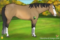 Horse Color:Bay Dun Splash 