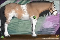 Horse Color:White Spotted Brown Dun Tobiano