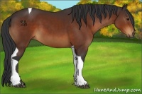 Horse Color:Bay Tobiano 