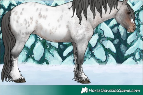 Horse Color:Bay Roan Sabino Blanket Rabicano