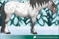 Horse Color:Bay Roan Sabino Blanket Rabicano 