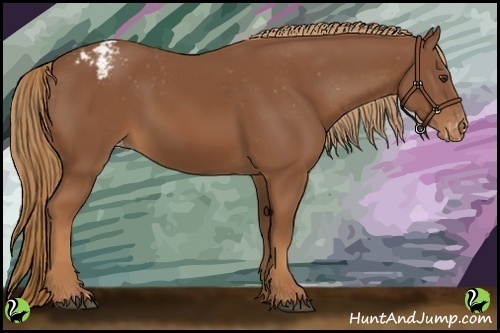 Horse Color:Chestnut Appaloosa 