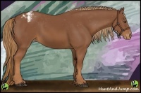 Horse Color:Chestnut Appaloosa 