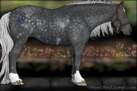 Horse Color:Silver Black Chinchilla 