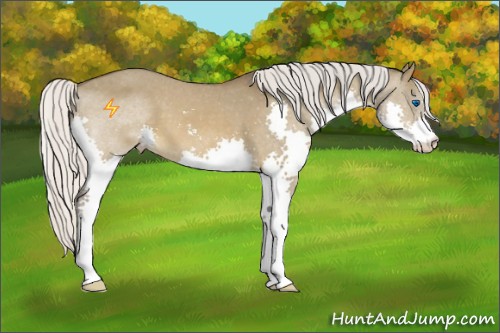 Horse Color:Silver Bay Dun Sabino Splash Varnish 