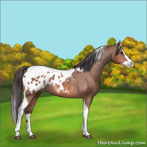 Horse Color:Bay Splash Tobiano Appaloosa 