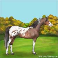 Horse Color:Bay Splash Tobiano Blanket 