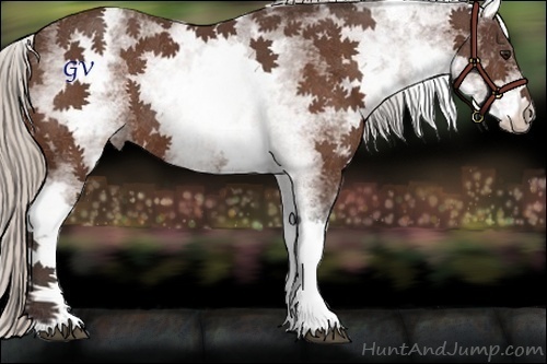 Horse Color:White Spotted Silver Bay Rabicano