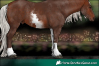 Horse Color:White Spotted Silver Bay Rabicano 