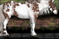 Horse Color:White Spotted Silver Bay Rabicano 