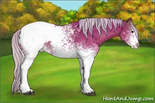 Horse Color:White Spotted Silver Brown Appaloosa 