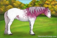 Horse Color:White Spotted Silver Brown Appaloosa 