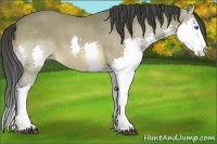 Horse Color:Buckskin Sabino Splash