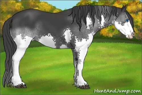 Horse Color:Black Splash