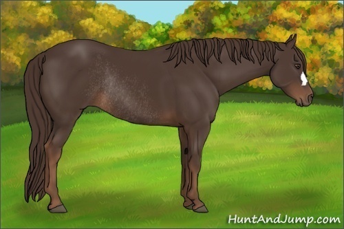 Horse Color:Liver Chestnut Rabicano 