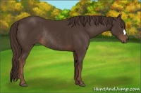 Horse Color:Liver Chestnut Rabicano 