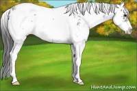 Horse Color:Smoky Grullo Ice Sabino 