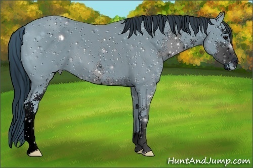 Horse Color:ERROR: UNKNOWN ANOMALY