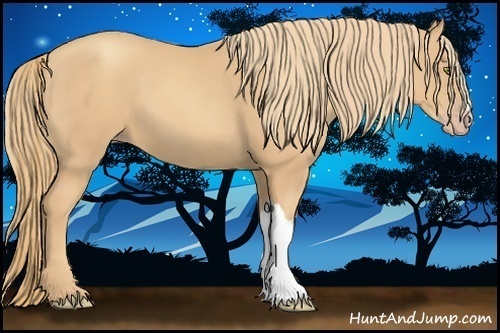 Horse Color:Gold Champagne