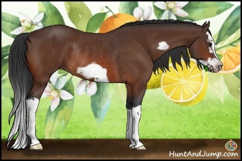 Horse Color:Bay Splash Frame Rabicano