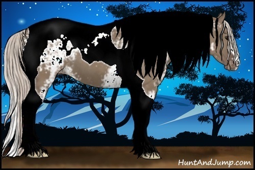 Horse Color:White Spotted Silver Grullo Tobiano Appaloosa 