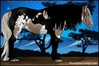 Horse Color:White Spotted Silver Grullo Tobiano Appaloosa 