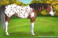 Horse Color:Bay Sabino Splash Appaloosa Rabicano 