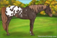 Horse Color:Liver Chestnut Blanket Rabicano