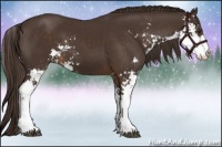 Horse Color:Liver Chestnut Sabino