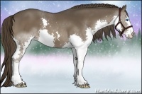 Horse Color:Liver Chestnut Sabino Splash 