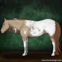 Horse Color:Classic Cream Champagne Tobiano Appaloosa 