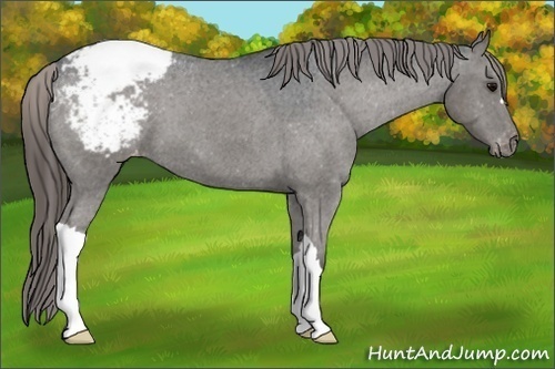 Horse Color:Grullo Appaloosa 