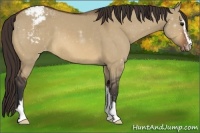 Horse Color:Brown Dun Sabino Varnish 