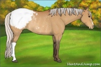 Horse Color:Silver Bay Snowcap Rabicano