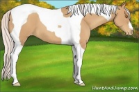Horse Color:Silver Classic Champagne Tobiano Appaloosa