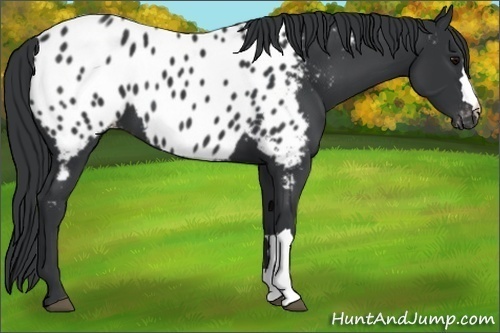 Horse Color:Black Near Leopard